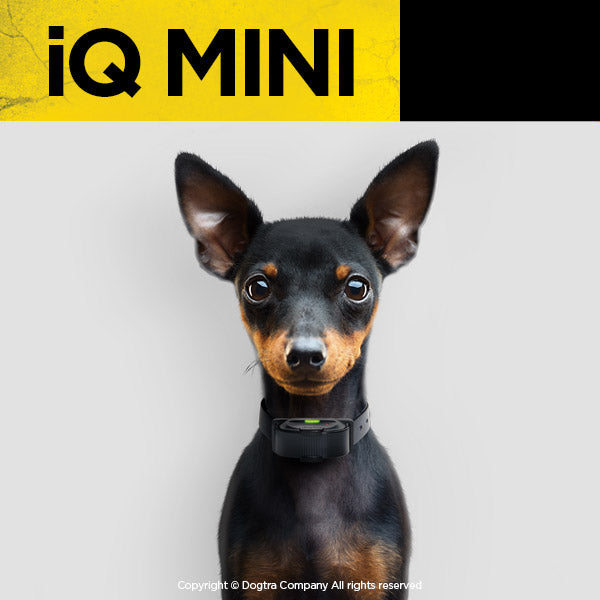 iQ MINI