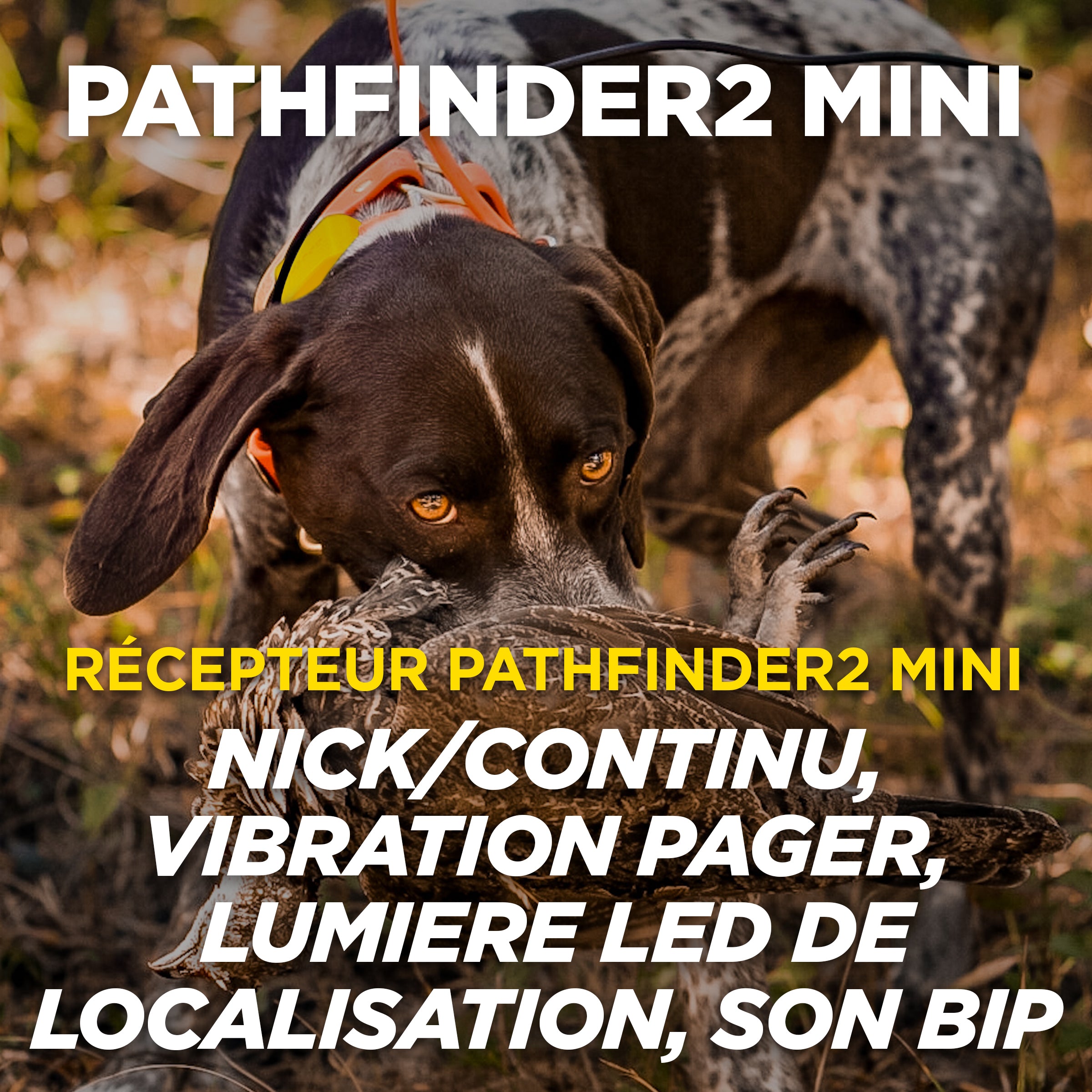 Pathfinder 2 MINI