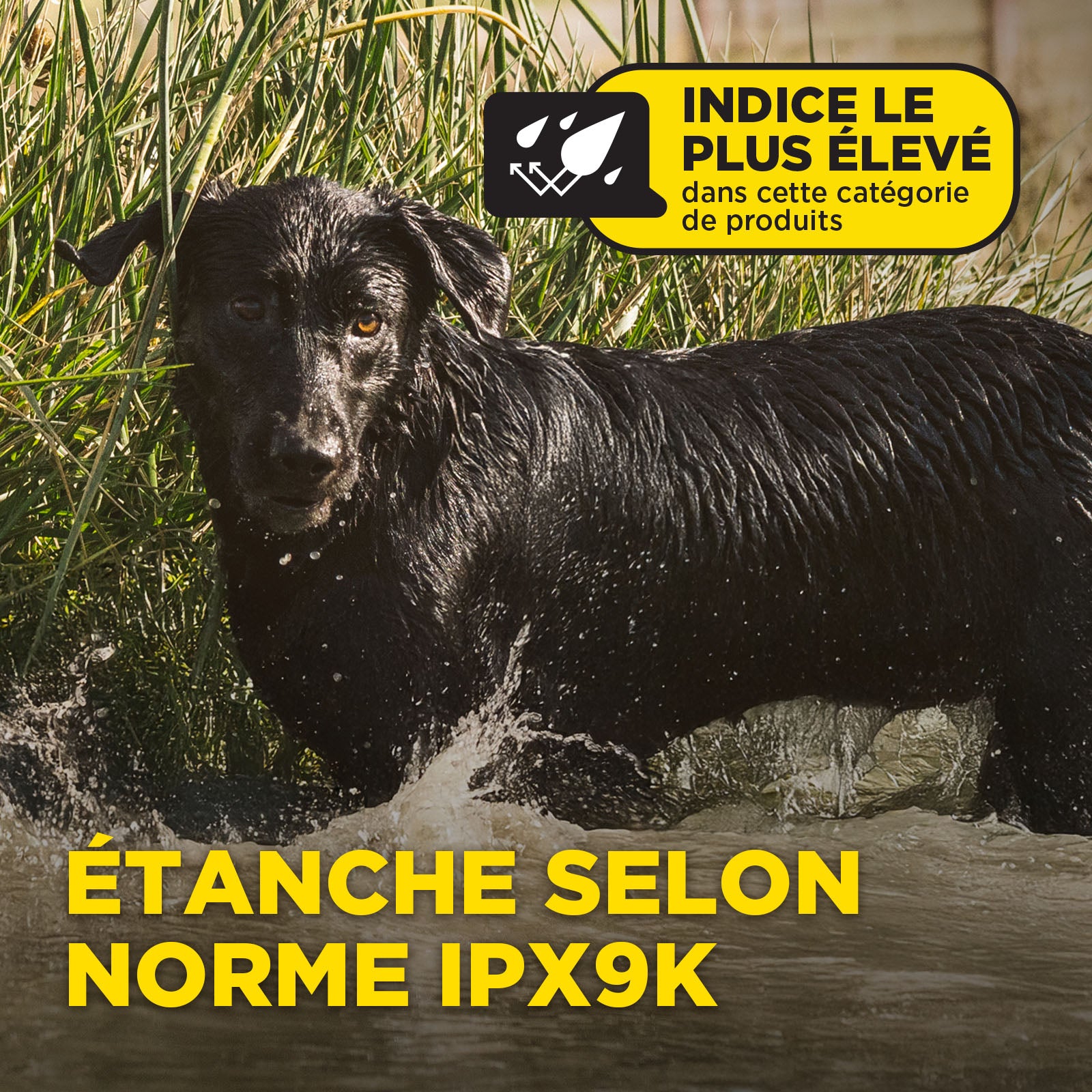 1200X Kit 2-Chiens ( 1900X 2-Dog Unit )  version EU