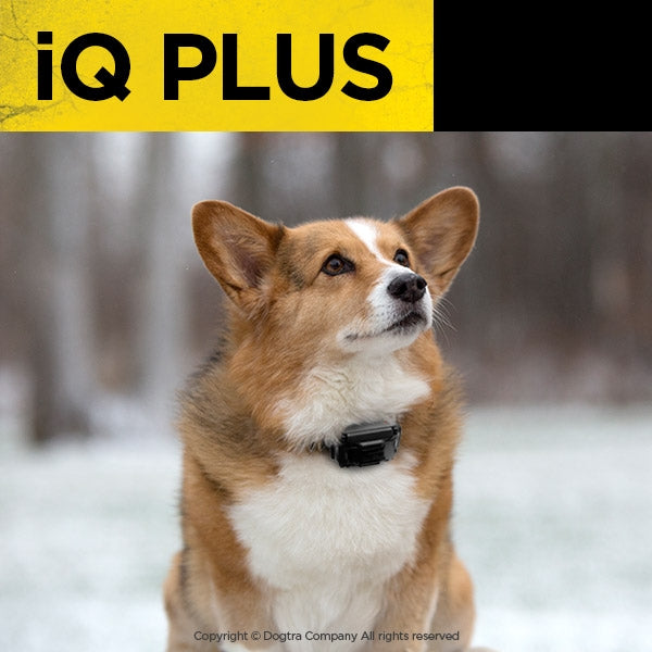 Iq pet iq clearance plus